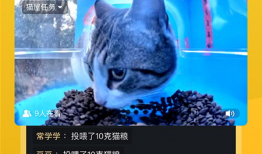 猫咪直播91,猫咪直播91的趣味瞬间